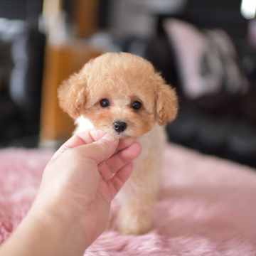 トイプードル(タイニー)【茨城県・女の子・2022年3月29日・アプリコット又はクリーム】の写真「PayPay使えます」