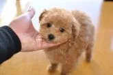 トイプードル(トイ)【茨城県・女の子・2014年12月14日・アプリコット】の写真4