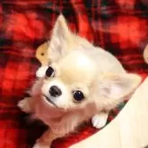 チワワ(ロング)【京都府・男の子・2025年5月20日・クリーム&ホワイト】の写真2「愛らしいおめめが魅力的な子です😀」