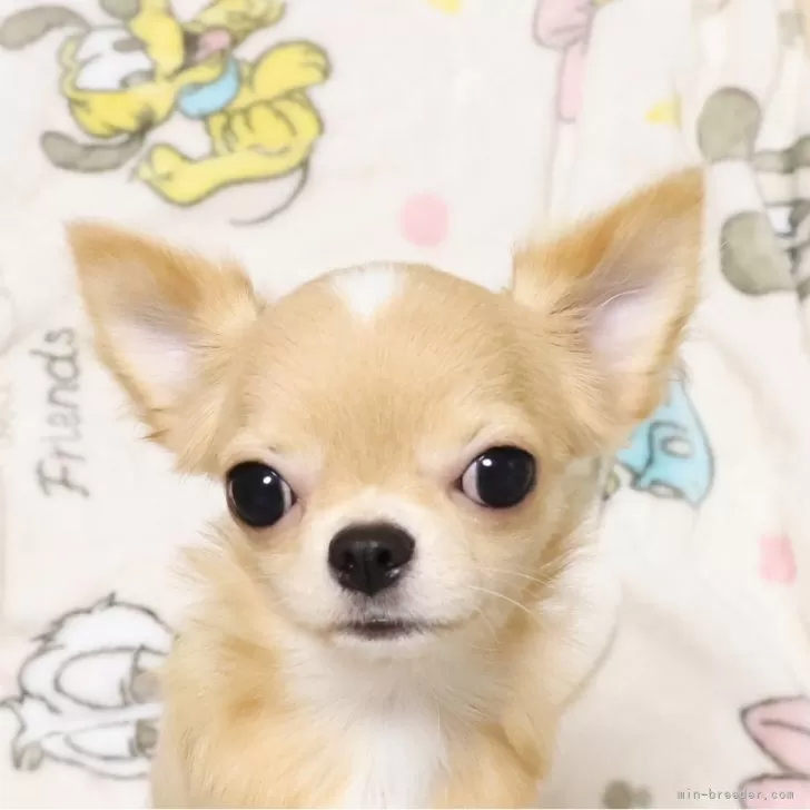 チワワ(ロング)【京都府・男の子・2025年5月20日・クリーム&amp;ホワイト】の写真1「とっても可愛らしい男の子です😀」