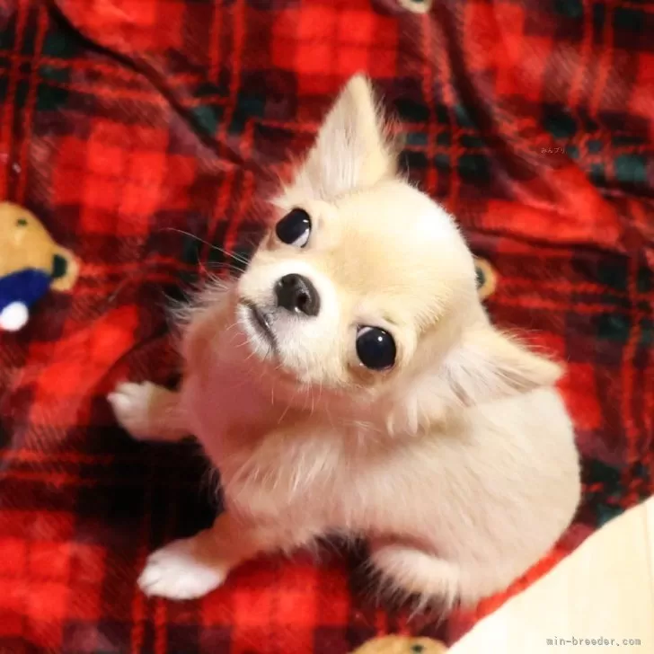 チワワ(ロング)【京都府・男の子・2025年5月20日・クリーム&amp;ホワイト】の写真1「とっても可愛らしい男の子です😀」