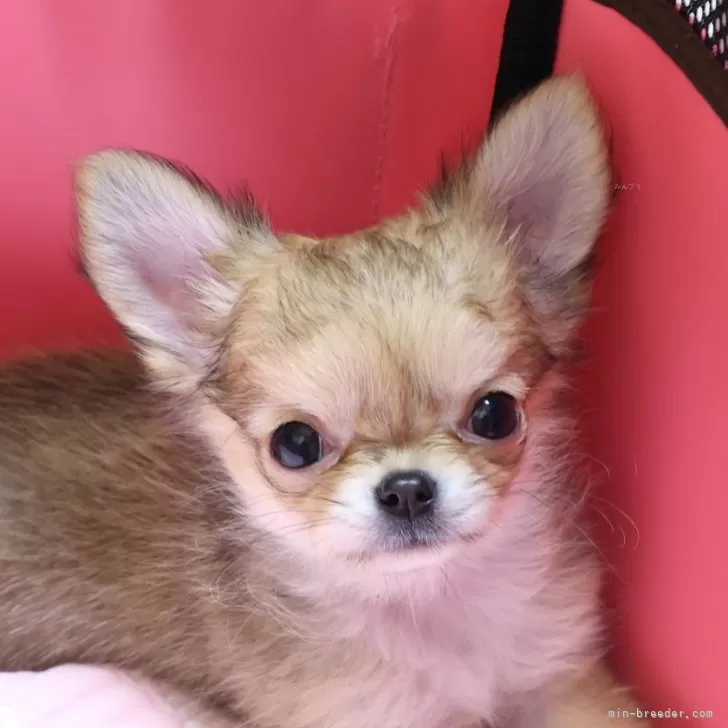 ID：2503-01713の子犬