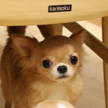 チワワ(ロング)【京都府・男の子・2025年5月20日・クリーム&ホワイト】の写真「小さくて優しい性格の可愛らしい男の子です😀」