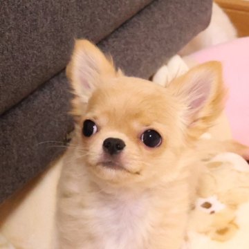 チワワ(ロング)【京都府・男の子・2025年5月20日・クリーム&ホワイト】の写真「小ぶりな、とても可愛らしい男の子です😀」