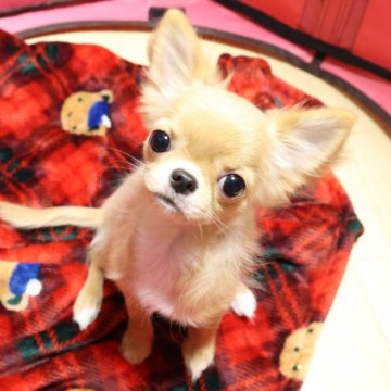 チワワ(ロング)【京都府・男の子・2025年5月20日・クリーム&ホワイト】の写真「小ぶりな、とても可愛らしい男の子です😀」