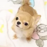 チワワ(ロング)