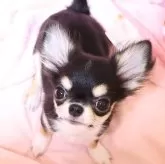 チワワ(ロング)
