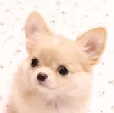 チワワ(ロング)