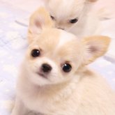 チワワ(ロング)