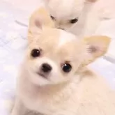 チワワ(ロング)