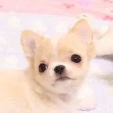 チワワ(ロング)