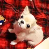チワワ(ロング)