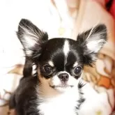 チワワ(ロング)