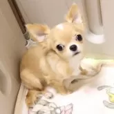 チワワ(ロング)【京都府・男の子・2025年5月20日・クリーム&ホワイト】の写真2「愛らしいおめめが魅力的な子です😀」