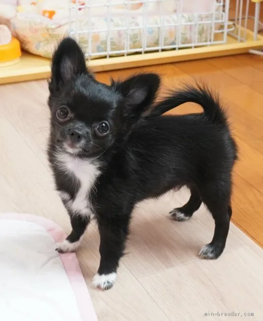 もえ 様のお迎えした子犬