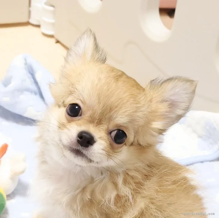 ゆか 様のお迎えした子犬