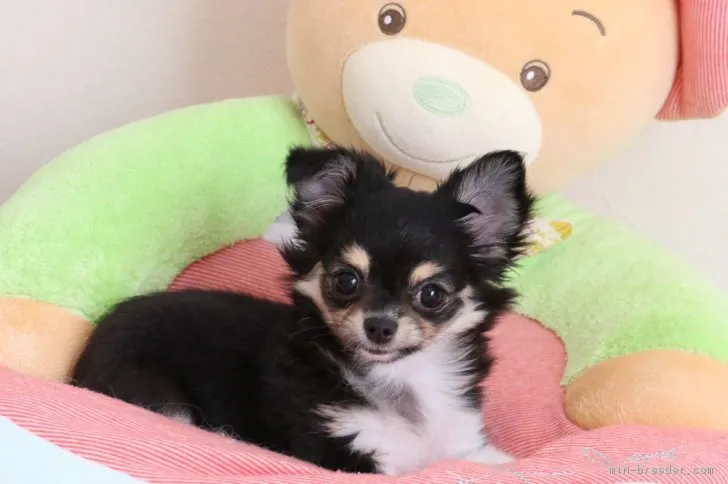 らんちゃんママ 様のお迎えした子犬