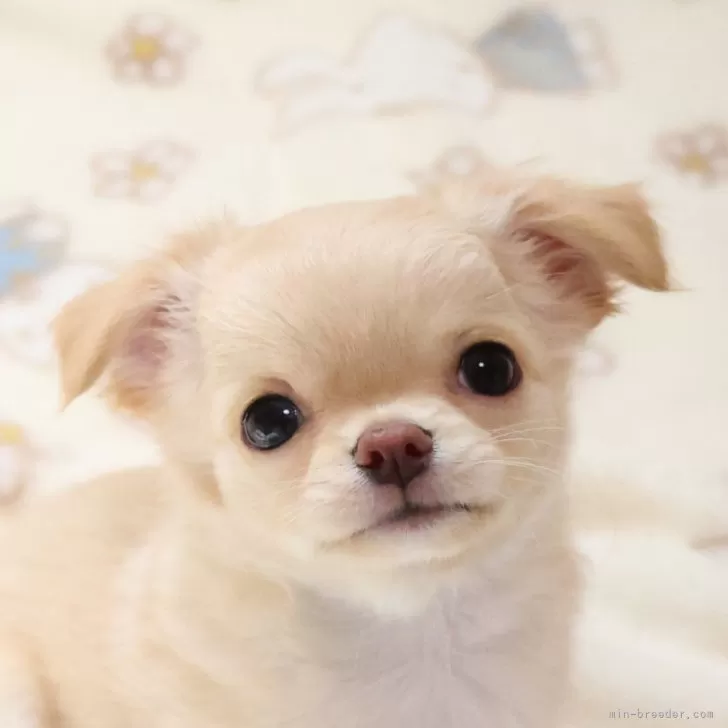 ID:2407-07345の子犬