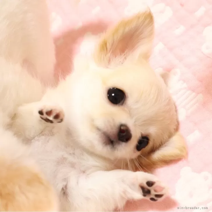 ID：2407-01149の子犬