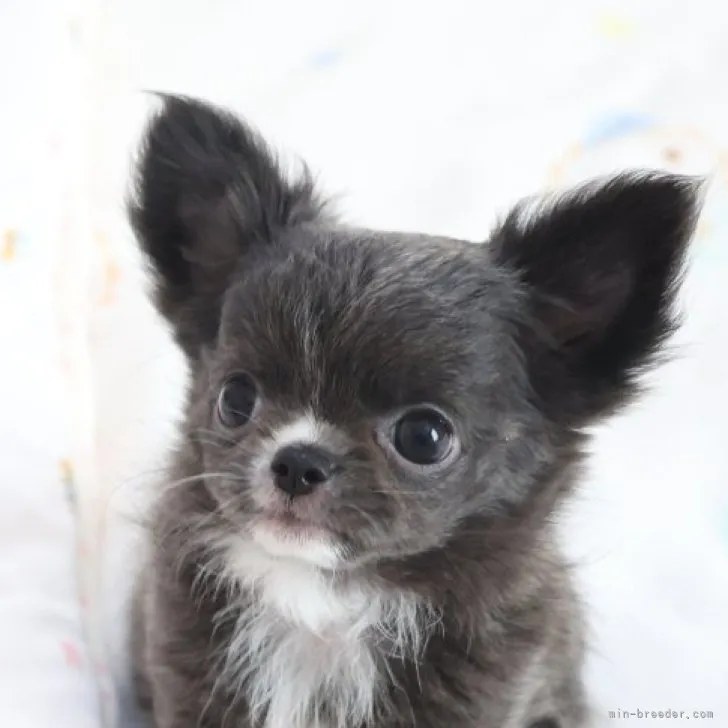 ID:2302-04332の子犬