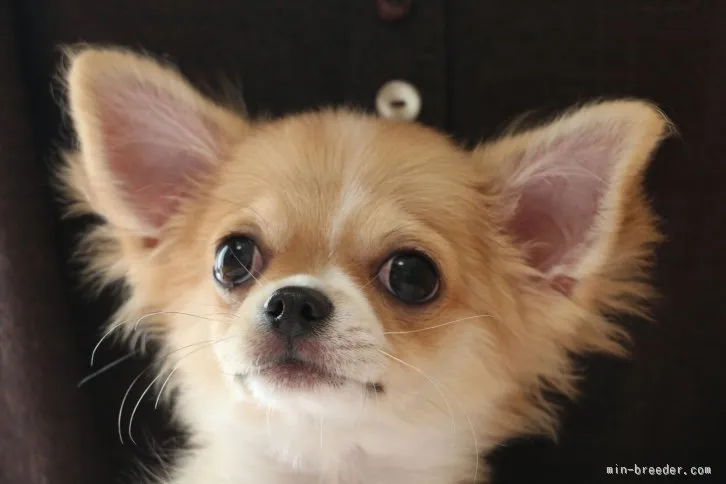 IZM 様のお迎えした子犬