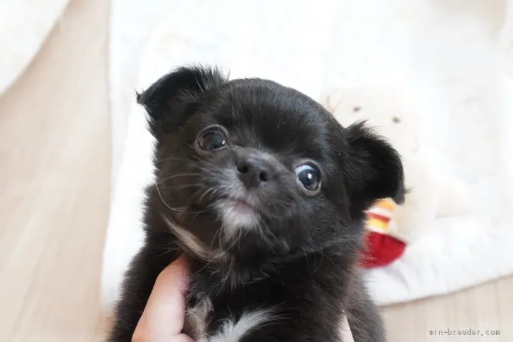 アダム 様のお迎えした子犬