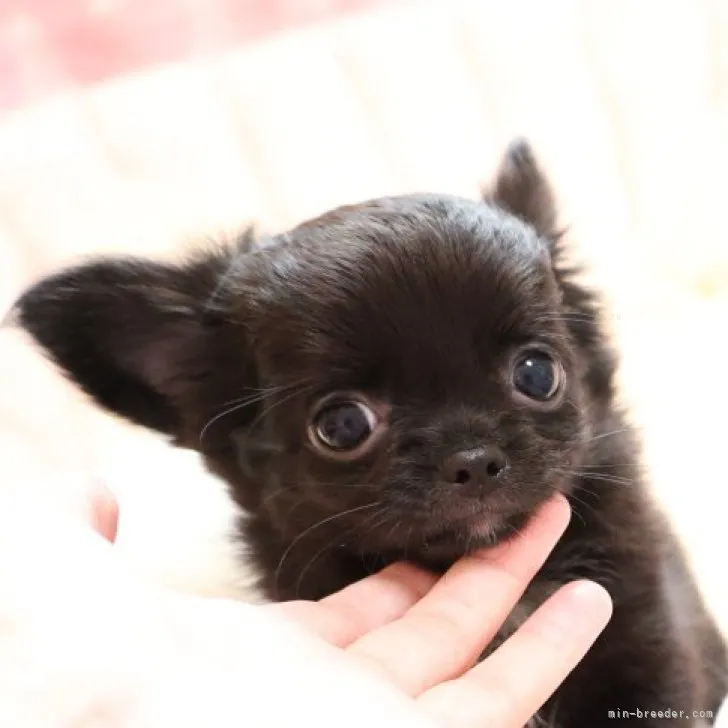 ID：2311-03952の子犬