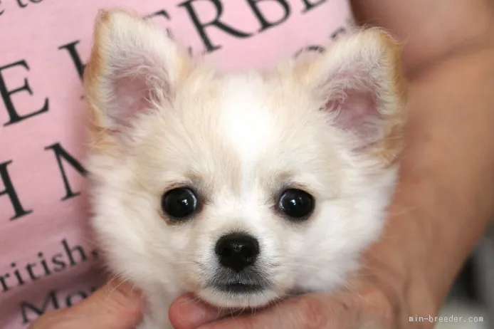 ID:1509-00297の子犬