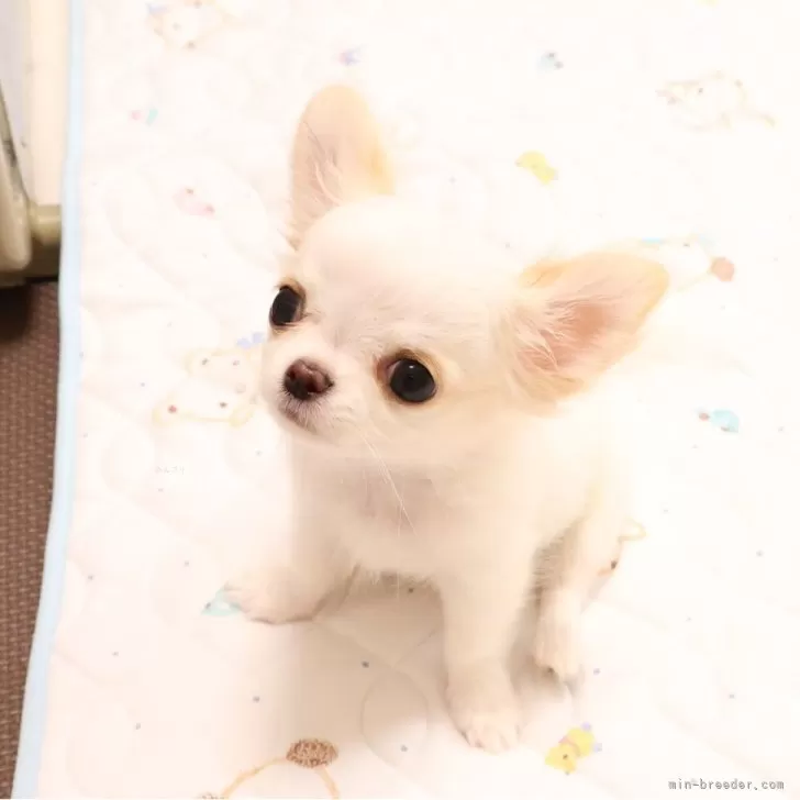 ID:2403-06715の子犬