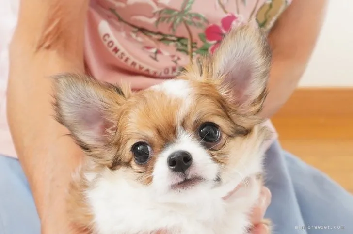 Y.H 様のお迎えした子犬