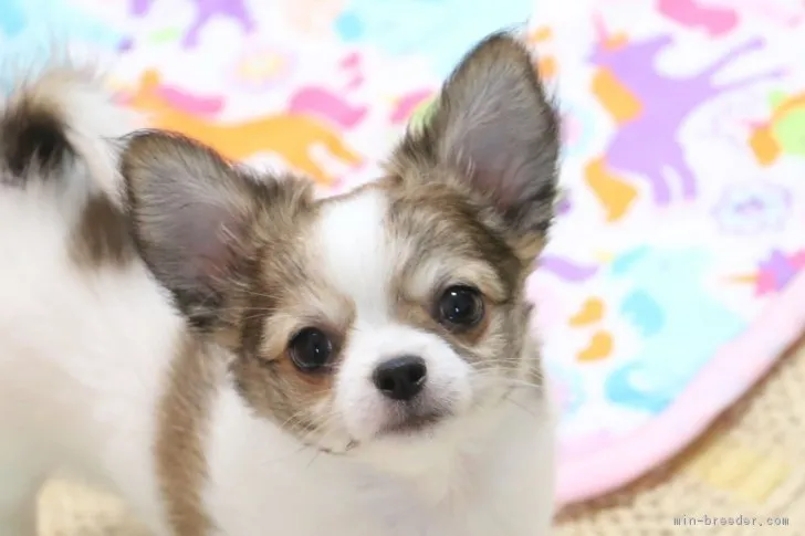 クックママ 様のお迎えした子犬
