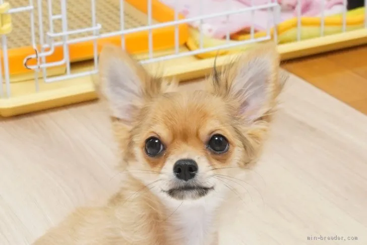 ID:2002-00778の子犬