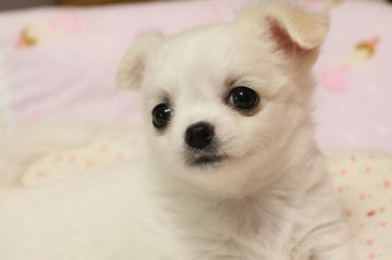 チワワ(ロング)【京都府・女の子・2016年2月2日・ホワイト&クリーム】の写真「パパはJKCチャンピオン、大変上質な子犬です。」