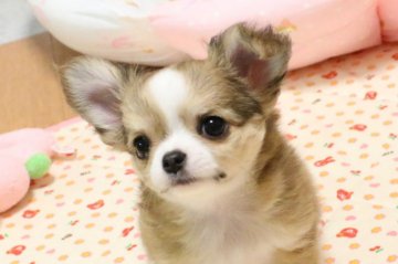 チワワ(ロング)【京都府・男の子・2016年9月1日・レッド&ホワイト】の写真「パパはJKCチャンピオン　大変上質な子犬です。」