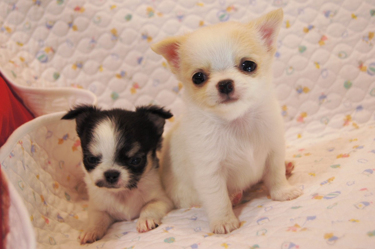 健全で可愛らしい子犬たちです。｜大村　聡美(おおむら　さとみ)ブリーダー(京都府・チワワ(ロング)・JKC登録)の紹介写真1