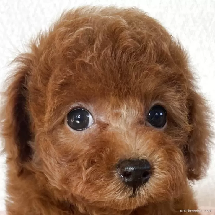 C.N 様のお迎えした子犬