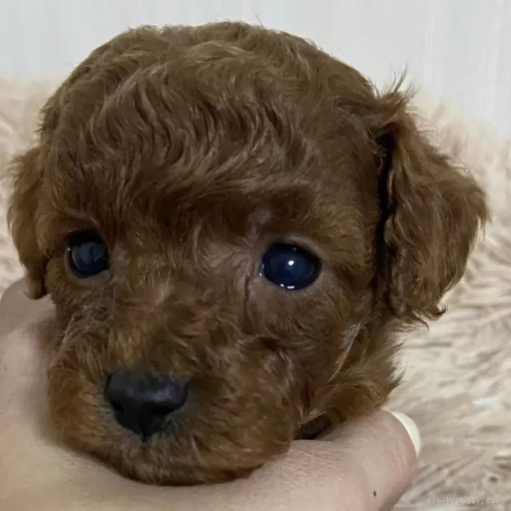 ID:2412-04348の子犬