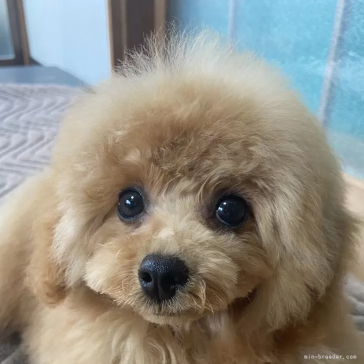 すもも 様のお迎えした子犬