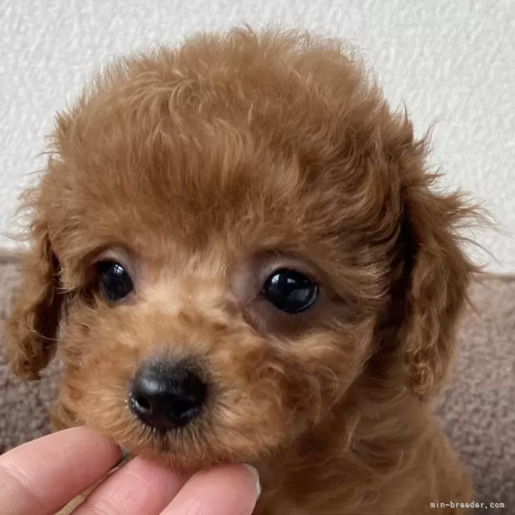 K.O 様のお迎えした子犬