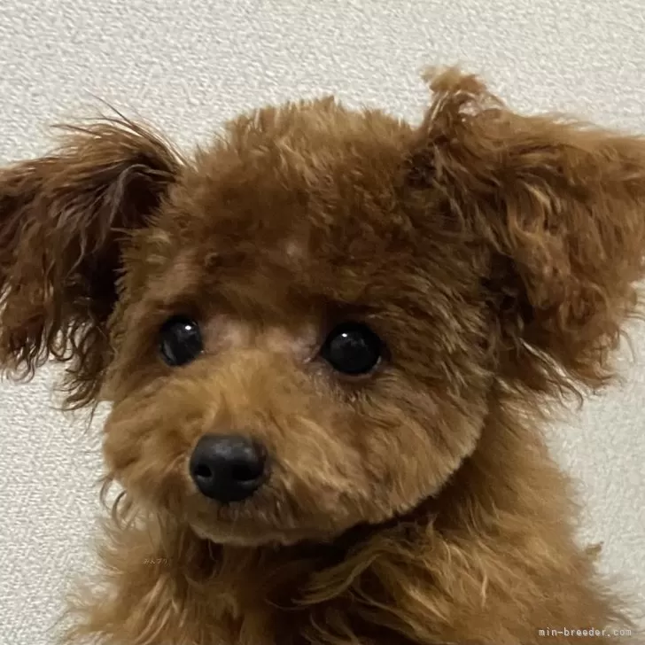 ミキティ 様のお迎えした子犬