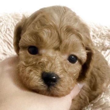 タイニープードル【岡山県・男の子・2025年11月12日・レッド】の写真「早期ご予約価格にてお待ちしています✨」