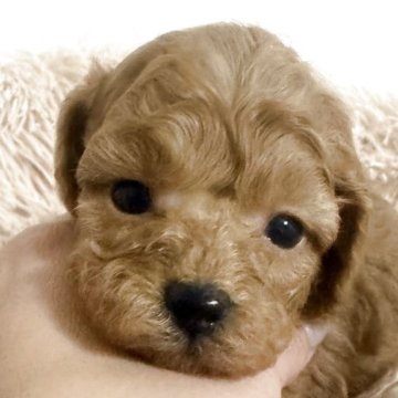 タイニープードル【岡山県・男の子・2025年11月12日・レッド】の写真「早期ご予約価格にてお待ちしています✨」