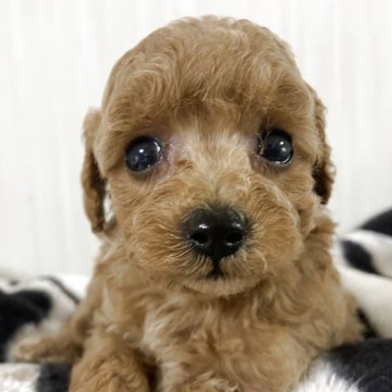 ティーカッププードルの子犬を探す｜ブリーダー直販の子犬販売