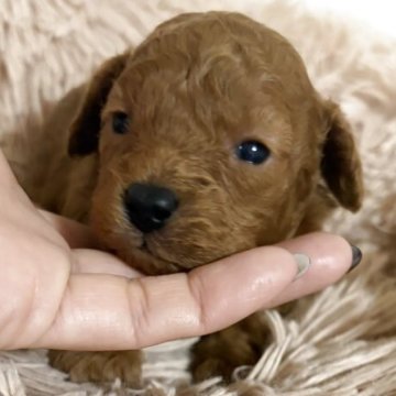 トイプードル(タイニー)【岡山県・男の子・2025年11月12日・レッド】の写真「早期ご予約価格にてお待ちしています」