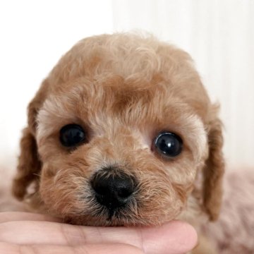 トイプードル(タイニー)【岡山県・女の子・2025年10月1日・アプリコット】の写真「早期ご予約価格にて承ります✨」