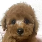 トイプードル(トイ)