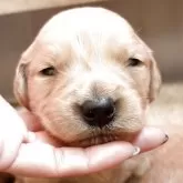 ゴールデンレトリバー【岡山県・男の子・2025年11月16日・ゴールド(ゴールデン)】の写真1