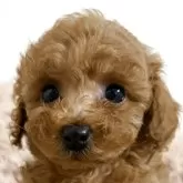 タイニープードル