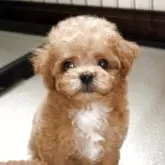 タイニープードル