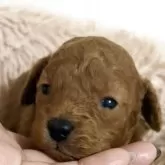 タイニープードル